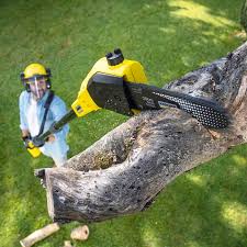 Best Hazardous Tree Removal  in Dayton, WA