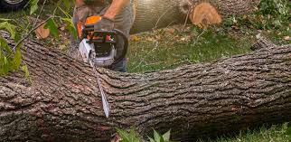 Best Tree Removal  in Dayton, WA