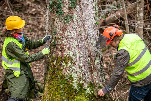 How Our Tree Care Process Works  in  Dayton, WA