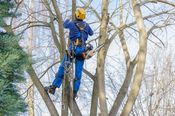 Lawn Watering Services in Dayton, WA