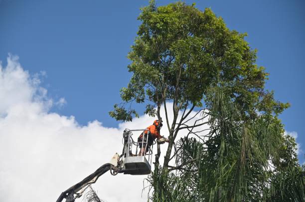 Leaf Removal